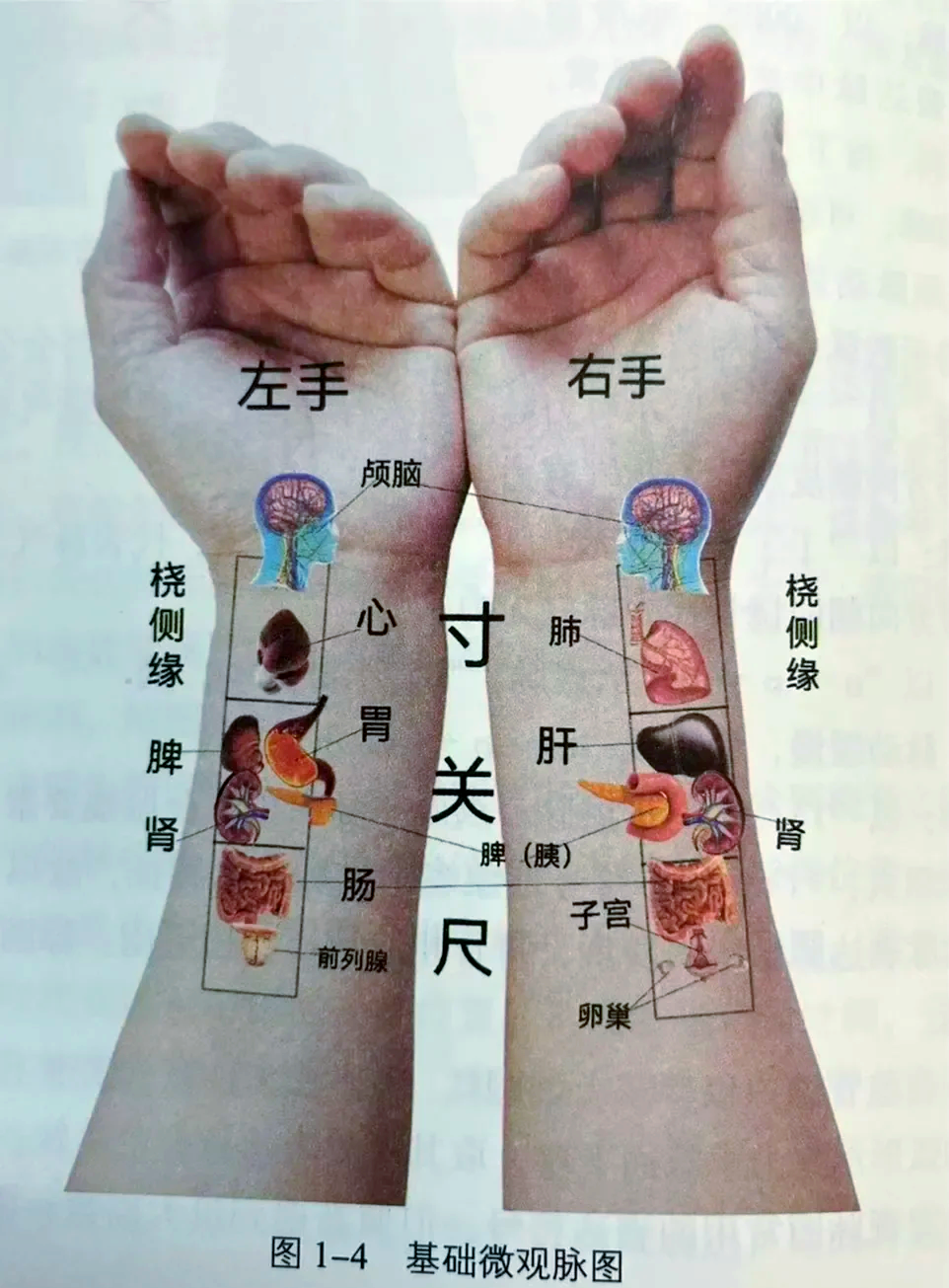 文章标题-3 学会人人都健康,中医干货一天学会号脉