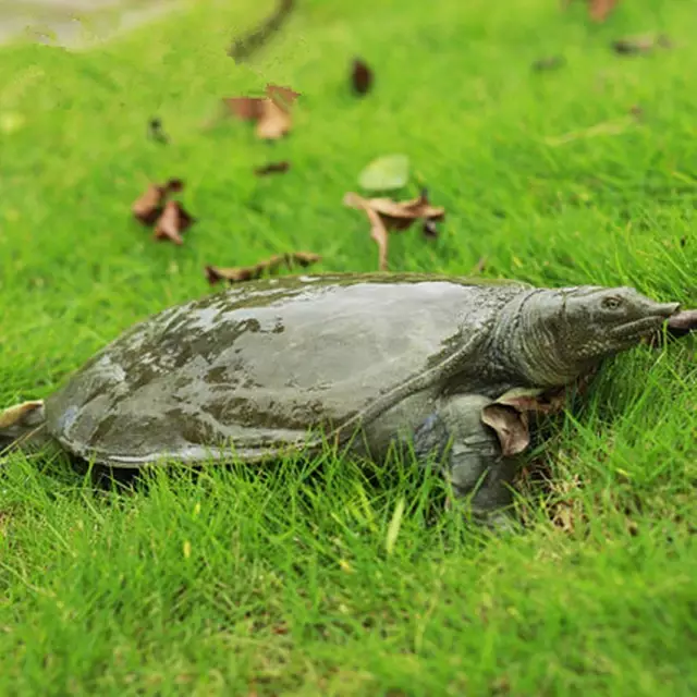 文章标题-6 六大灵性动物,不可杀,不可食!