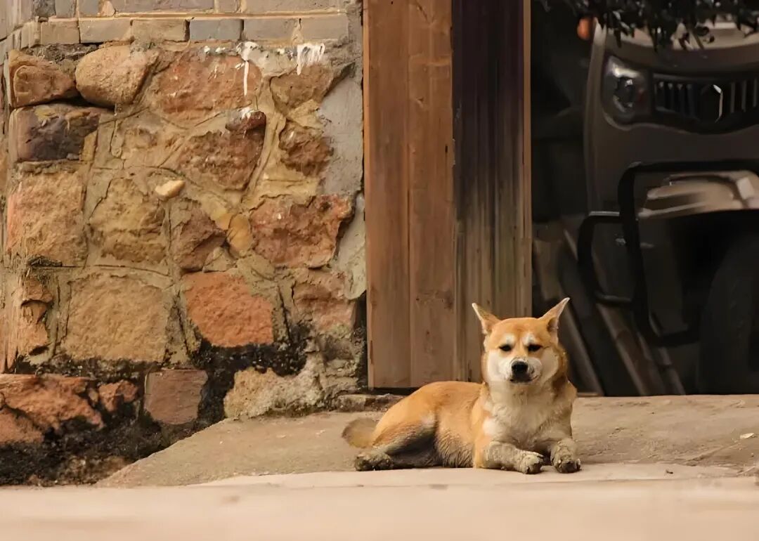 养什么动物辟邪最厉害