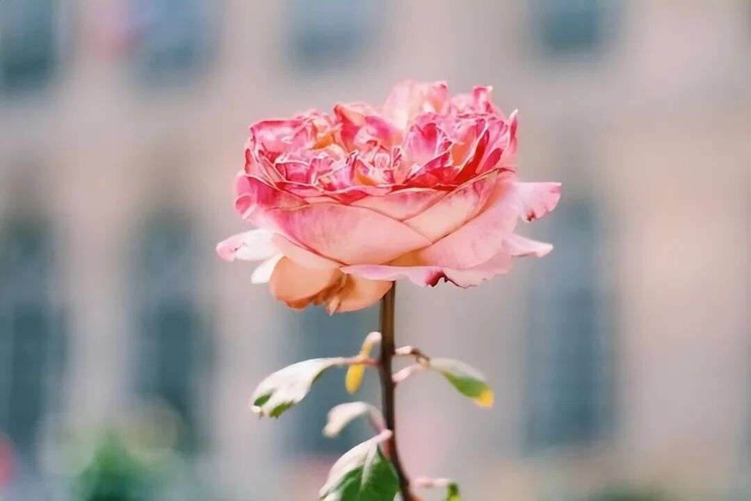 文章标题-1 一个人命的财富是有定数的,小富靠勤,大富由命,厚德才能载物