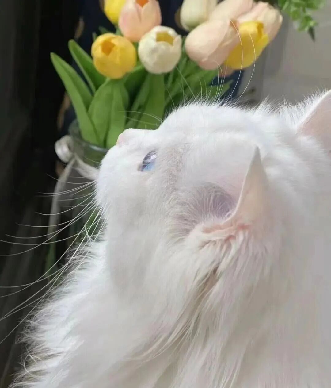 身弱之人，学着像猫一样生活