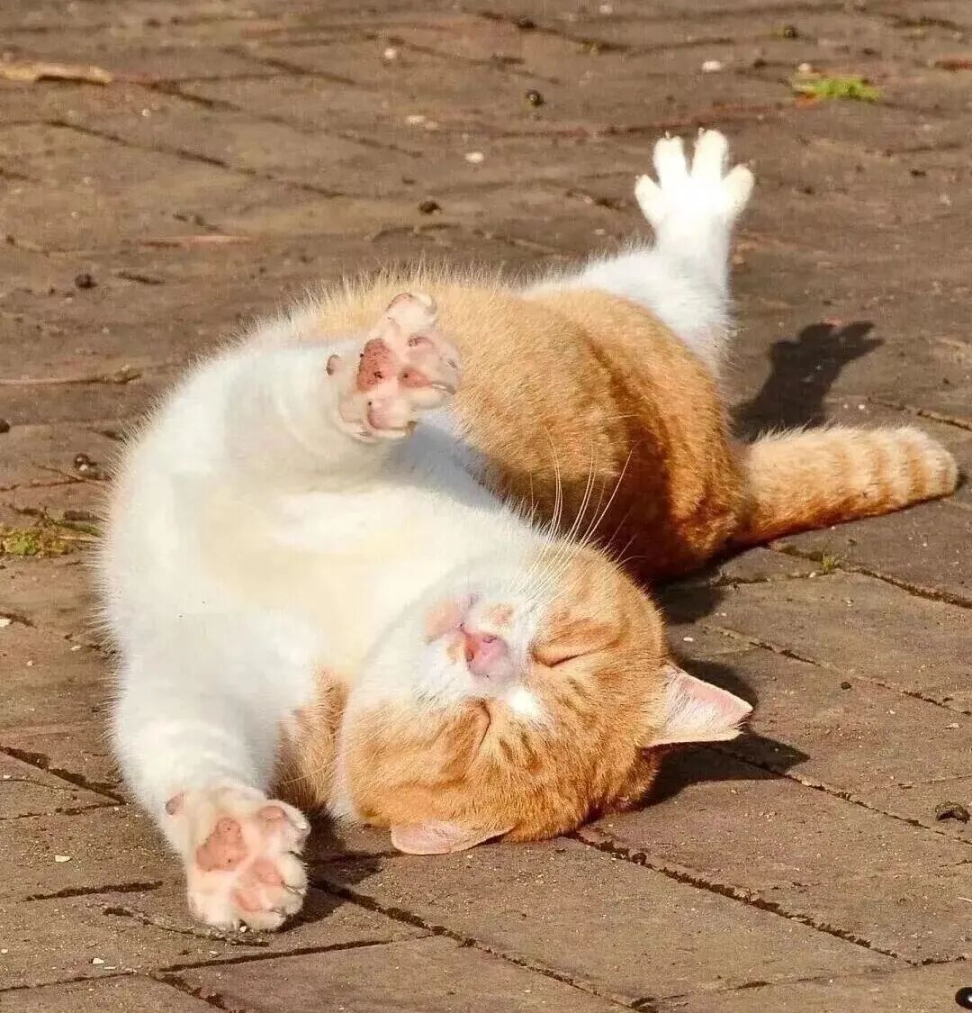 身弱之人，学着像猫一样生活