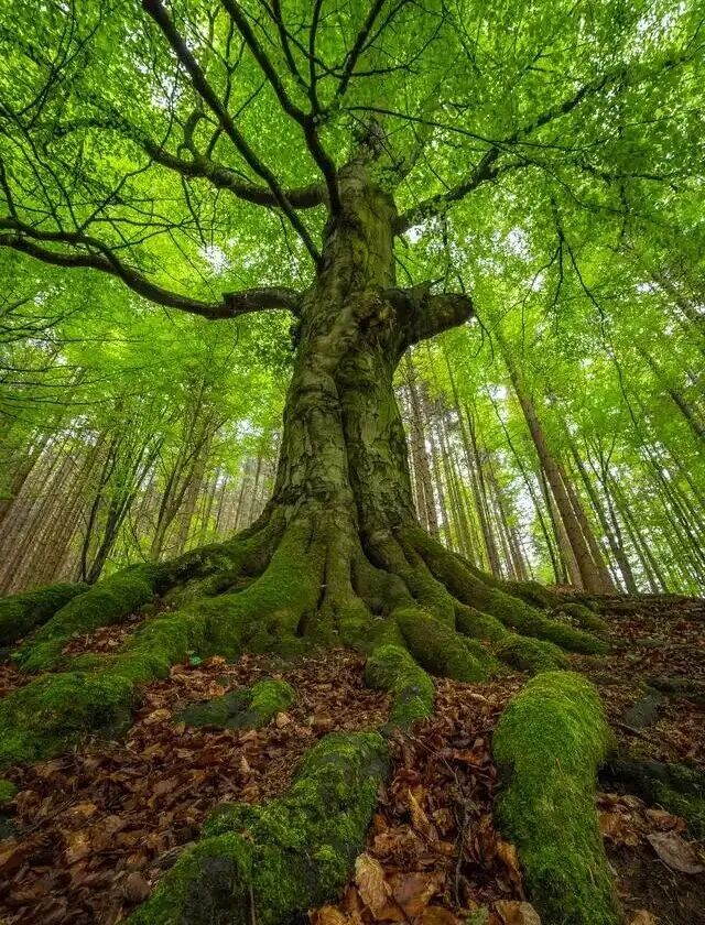十天干所代表的意向