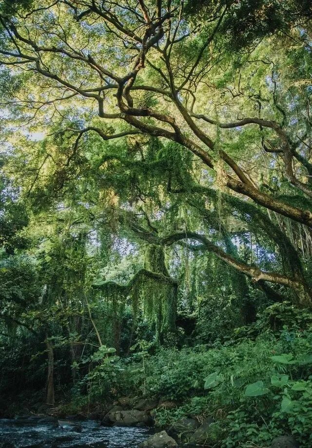 十天干所代表的意向