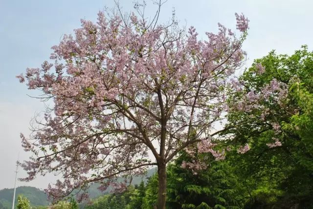 “门前一物”定家运！16种庭院植物风水吉凶大揭秘