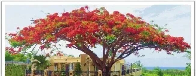 树木绕屋的风水禁忌：树大招阴，树高过丈即有煞，大树之下皆凶宅