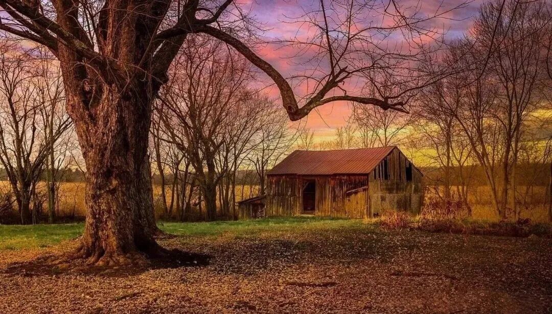 树木绕屋的风水禁忌：树大招阴，树高过丈即有煞，大树之下皆凶宅