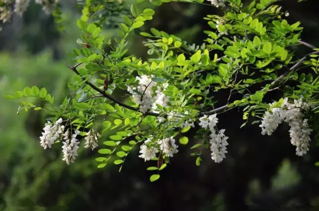 “门前一物”定家运！16种庭院植物风水吉凶大揭秘