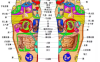 中医学——脚上的健康密码