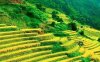 戊土日主，四柱庚辛并透，地支申酉戌三会金局，食神过旺，应如何定格局？此时行火运是否真能化泄金气、平衡体用？